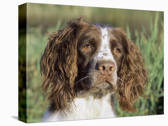 English Springer Spaniel Dog, USA-Lynn M. Stone-Premier Image Canvas