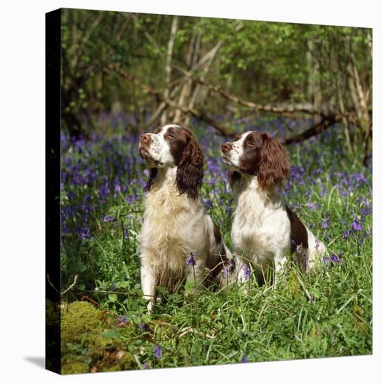 English Springer Spaniel Dogs in Bluebell Woodland-null-Premier Image Canvas