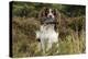 English Springer Spaniel Holding Grouse in Mouth-null-Premier Image Canvas