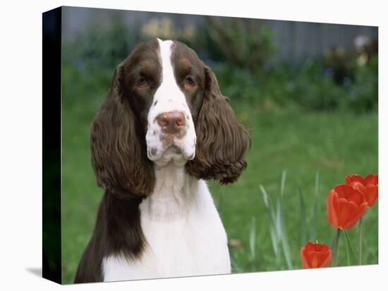 English Springer Spaniel, Illinois, USA-Lynn M. Stone-Premier Image Canvas