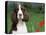 English Springer Spaniel, Illinois, USA-Lynn M. Stone-Premier Image Canvas