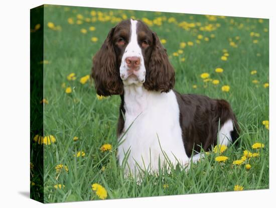 English Springer Spaniel, Illinois, USA-Lynn M. Stone-Premier Image Canvas