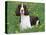 English Springer Spaniel, Illinois, USA-Lynn M. Stone-Premier Image Canvas