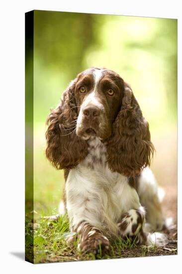 English Springer Spaniel in Woodland-null-Premier Image Canvas