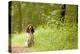 English Springer Spaniel on Woodland Path-null-Premier Image Canvas