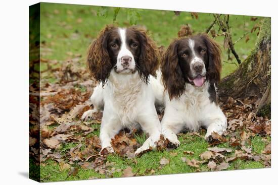 English Springer Spaniel Pair Sitting in Leaves-null-Premier Image Canvas