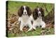 English Springer Spaniel Pair Sitting in Leaves-null-Premier Image Canvas