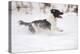 English Springer Spaniel Running Through the Snow-null-Premier Image Canvas