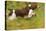 English Springer Spaniel Running-null-Premier Image Canvas