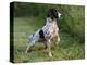 English Springer Spaniel, Wet and Alert, USA-Lynn M^ Stone-Premier Image Canvas