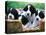 English Springer Spaniel-Adriano Bacchella-Premier Image Canvas