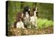 English Springer Spaniels in Woodland-null-Premier Image Canvas