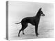 English Toy Terrier - Fall-Thomas Fall-Premier Image Canvas