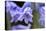English wood hyacinth, USA-Lisa Engelbrecht-Premier Image Canvas