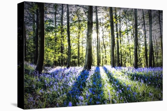 English Woodland in Spring-Mark Gemmell-Premier Image Canvas