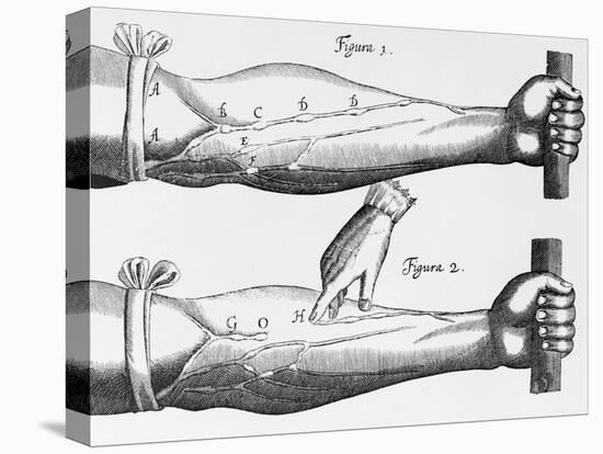 Engraving of a Circulation Experiment-William Harvey-Premier Image Canvas
