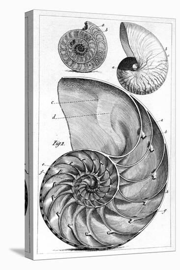 Engraving of a Nautilus And An Ammonite-Middle Temple Library-Premier Image Canvas