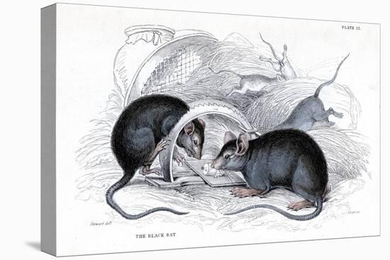 Engraving of Black Rat Caught in Trap, 1838-William Jardine-Premier Image Canvas