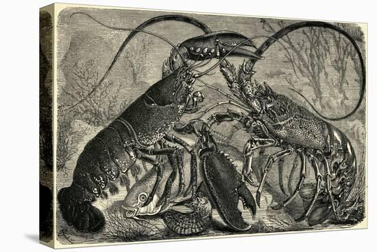 Engraving of Lobster and Spring Lobster-null-Premier Image Canvas