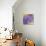 Enticing Wisteria-Jai Johnson-Premier Image Canvas displayed on a wall