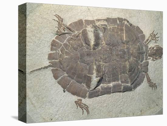 Eocene Echmatemys Fossil Turtle-Kevin Schafer-Premier Image Canvas