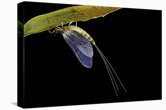 Ephemera Danica (Mayfly)-Paul Starosta-Premier Image Canvas