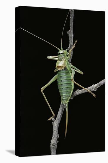 Ephippiger Ephippiger (European Bushcricket)-Paul Starosta-Premier Image Canvas