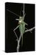 Ephippiger Ephippiger (European Bushcricket)-Paul Starosta-Premier Image Canvas