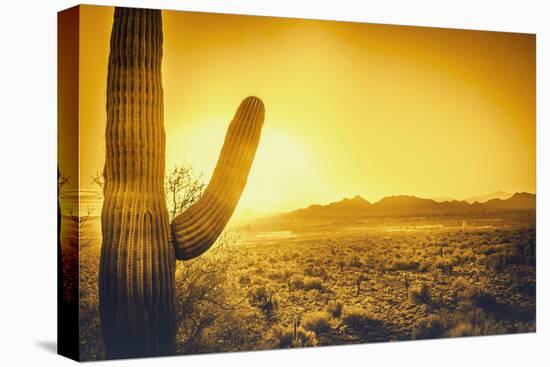 Epic Desert Sunset over Valley of the Sun, Phoenix, Scottsdale, Arizona with Saguaro Cactus in Fore-BCFC-Premier Image Canvas