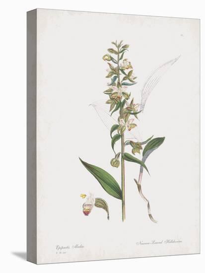 Epipactis Media-James Sowerby-Stretched Canvas
