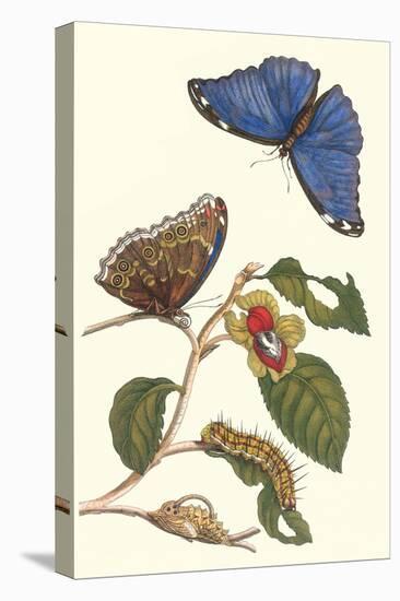 Epiphytic Climbing Plant with a Peleides Blue Morpho Butterfly and a Gulf Fritillary-Maria Sibylla Merian-Stretched Canvas