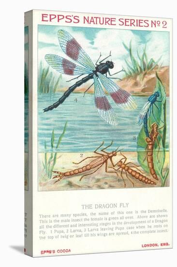 Epps's Nature Series, Dragon Fly-null-Stretched Canvas