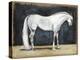 Equestrian Studies V-Naomi McCavitt-Stretched Canvas
