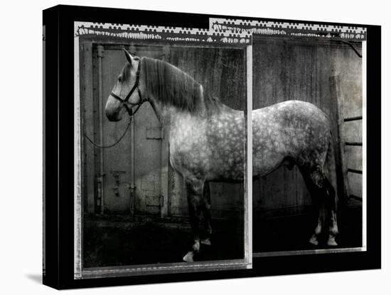 Equine Double Take IV-Susan Friedman-Stretched Canvas