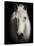 Equus 1-THE Studio-Premier Image Canvas