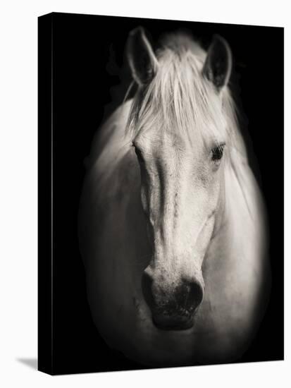 Equus 1-THE Studio-Premier Image Canvas
