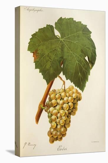Erdei Grape-J. Troncy-Premier Image Canvas