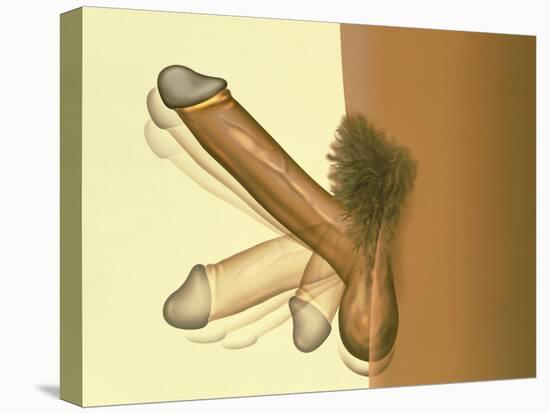 Erecting Penis-Henning Dalhoff-Premier Image Canvas