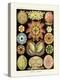 ERNST HAECKEL ART - 19Th Century - Ascidiae-The Nature Notes-Premier Image Canvas