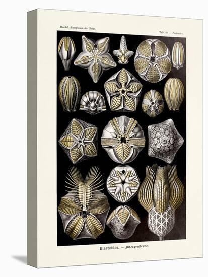 ERNST HAECKEL ART - 19Th Century - Blastoidea-The Nature Notes-Premier Image Canvas