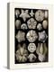 ERNST HAECKEL ART - 19Th Century - Blastoidea-The Nature Notes-Premier Image Canvas