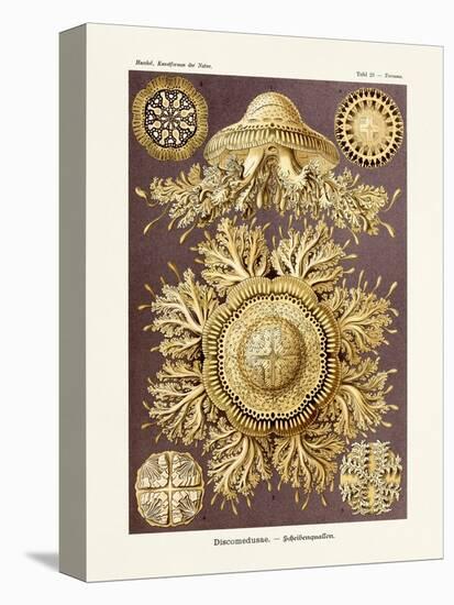 ERNST HAECKEL ART - 19Th Century - Discomedusae-The Nature Notes-Premier Image Canvas