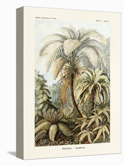 ERNST HAECKEL ART - 19Th Century - Filicinae - Ferns-The Nature Notes-Premier Image Canvas