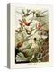 ERNST HAECKEL ART - 19Th Century - Hummingbirds - Trochilidae-The Nature Notes-Premier Image Canvas