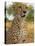 Erongo Region, Damarland, A Cheetah, Namibia-Mark Hannaford-Premier Image Canvas