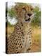 Erongo Region, Damarland, A Cheetah, Namibia-Mark Hannaford-Premier Image Canvas