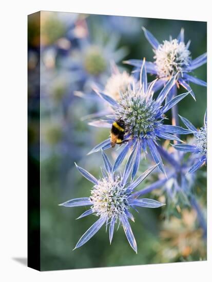 Eryngium BOURGATII 'PICOS BLUE'-Clive Nichols-Premier Image Canvas