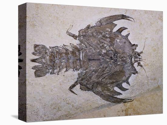 Eryon Arctiformis Crab Fossil-Naturfoto Honal-Premier Image Canvas
