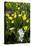 Erythronium Grandiflorum-Bob Gibbons-Premier Image Canvas