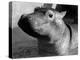 Esme, Two Month Old Hippopotamus, April 1973-null-Premier Image Canvas